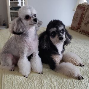 Meet your Posher, Susan